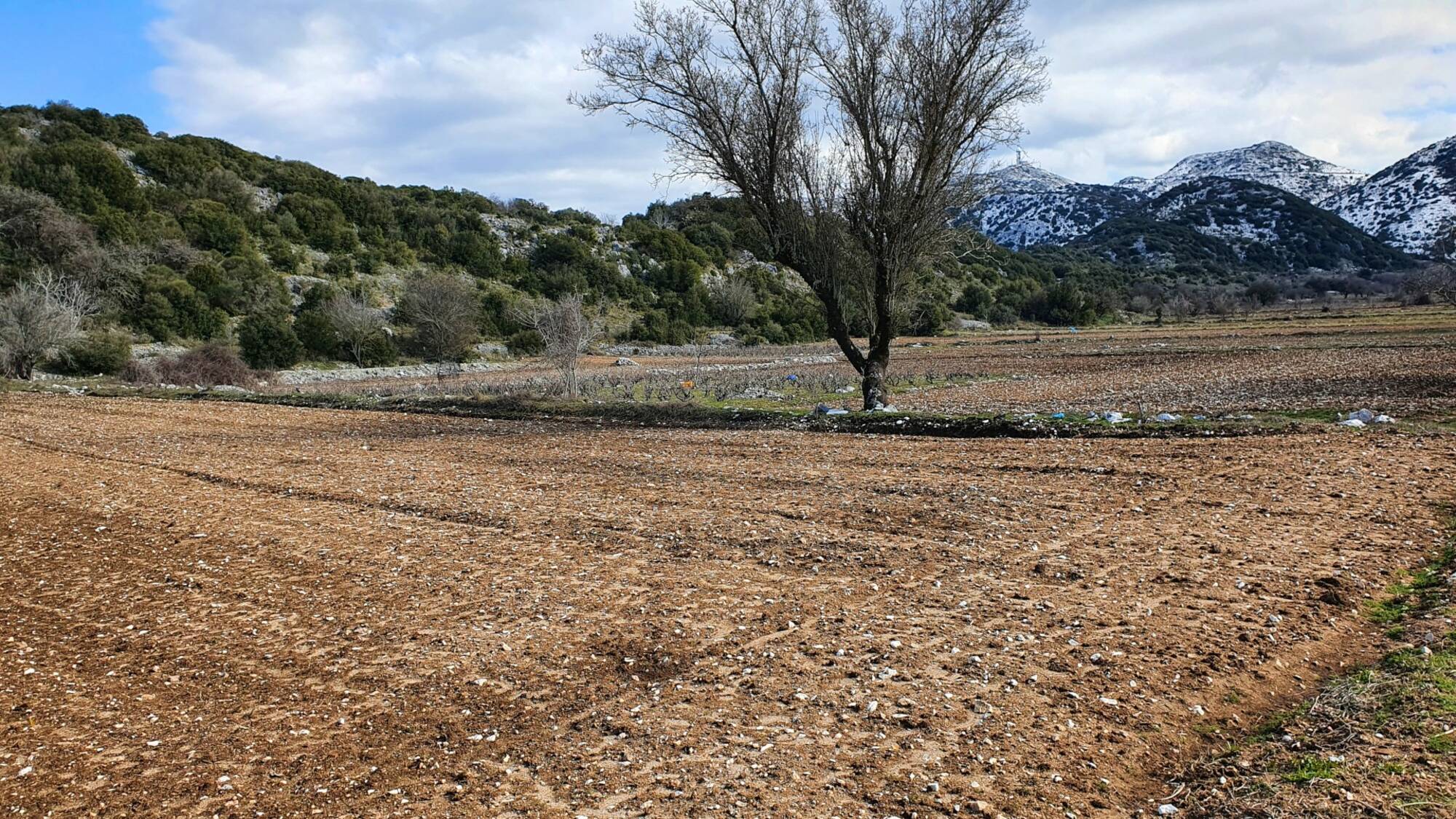 Lentil Fields of Englouvi